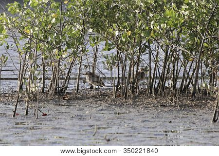 Senegal Thick Knee, Burhinus Senegalensis, On A Mudflat Of A Mangrove Forest