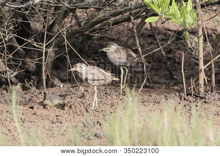 Senegal Thick Knee, Burhinus Senegalensis, On A Mudflat Of A Mangrove Forest