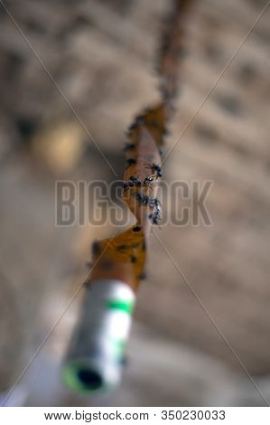 Concept Flytrap Flypaper. Hanging Insect Tape Close-up.