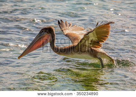 Pelican Flying From The Water Surface, Near Carriacou Island, Grenada, Caribbean Sea