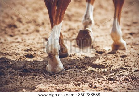The Thin, Elegant Legs Of A Sorrel Horse With Unshod Hooves That Raise Dust In The Air As They Walk 