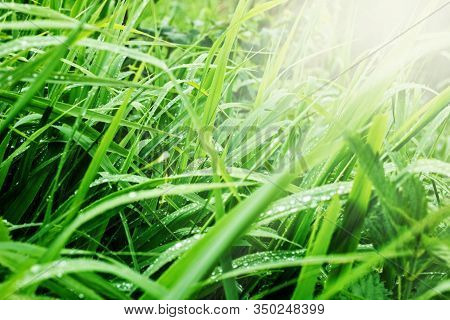 Jiucy Green Grass After Rain At Sunny Weather