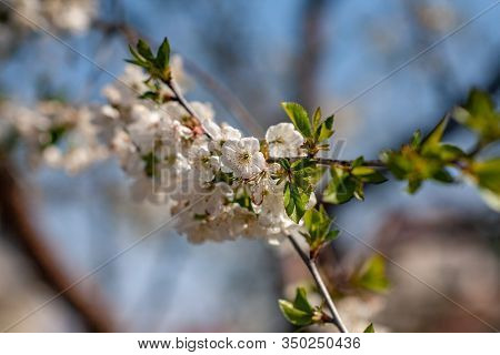 Bird Cherry Blossoms Flowers In Spring. Spring Blossom Flowers Of Bird Cherry Tree. Spring Bird Cher
