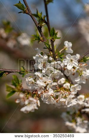 Bird Cherry Blossoms Flowers In Spring. Spring Blossom Flowers Of Bird Cherry Tree. Spring Bird Cher