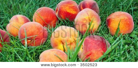 Peach über Gras
