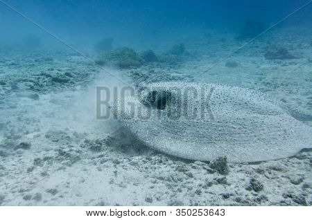 Porcupine Stingray On A Sandy Sea Floor. Underwater Photography. (urogymnus Asperrimus)