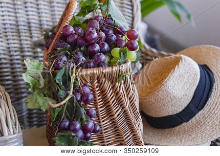 Grapes In A Basket . In A Country House. Collection Of Selected Grapes For Homemade Wine. Ecological