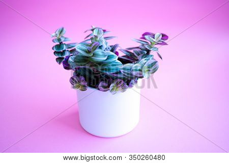 Colored Home Plant With Green-pink Leaves In A White Pot On Pink Background