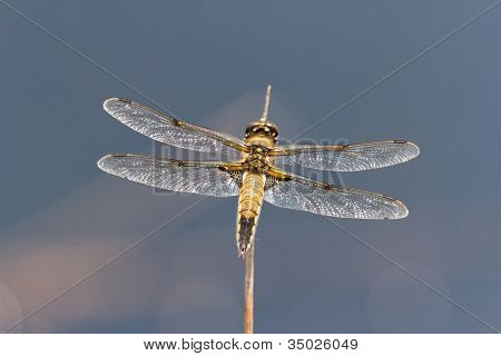 vier Gefleckte Chaser Libelle