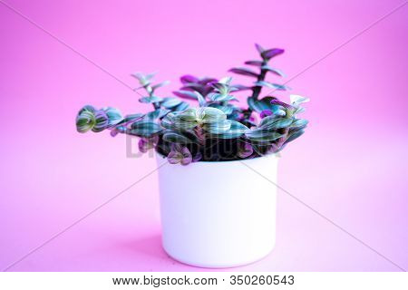 Colored Home Plant With Green-pink Leaves In A White Pot On Pink Background