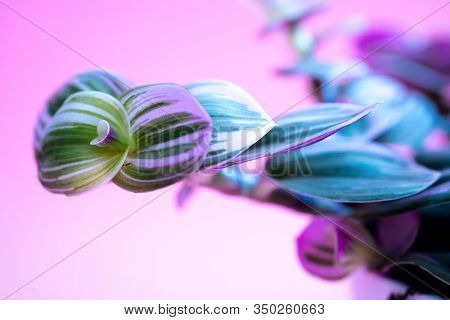 Colored Home Plant With Green-pink Leaves In A White Pot On Pink Background