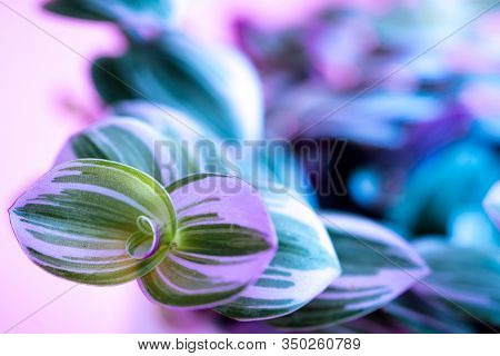 Colored Home Plant With Green-pink Leaves In A White Pot On Pink Background