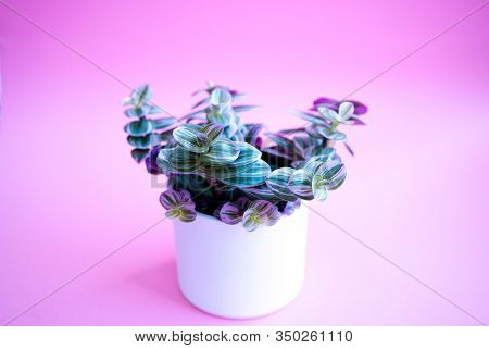 Colored Home Plant With Green-pink Leaves In A White Pot On Pink Background