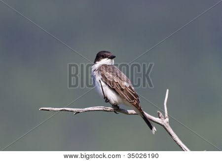 Doğu Kingbird