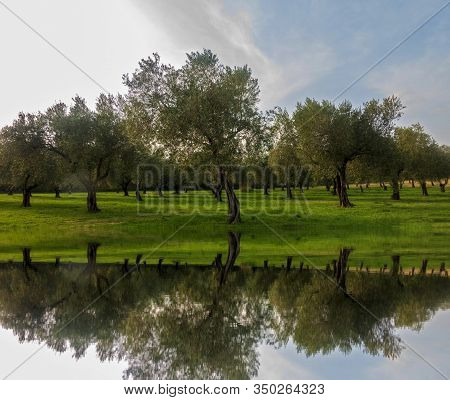 The Reflection Of Olive Trees In The River