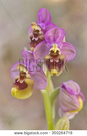 May 2, 2018; Saseta, Burgos (spain). The Orchid Ophrys Tenthredinifera In The Meadow.