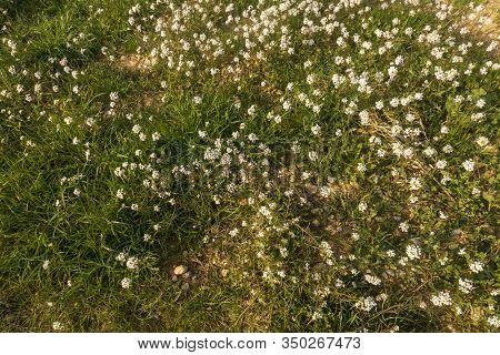 Small Flowers Growing In The Green Bush