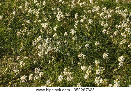 Small Flowers Growing In The Green Bush