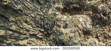 Background With The Texture Of The Trunk Of An Olive Tree