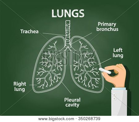 Doctor Draws With Chalk The Anatomy Of Human Lungs. Pulmonary Pneumonia, Asthma, Fibrosis And Tuberc