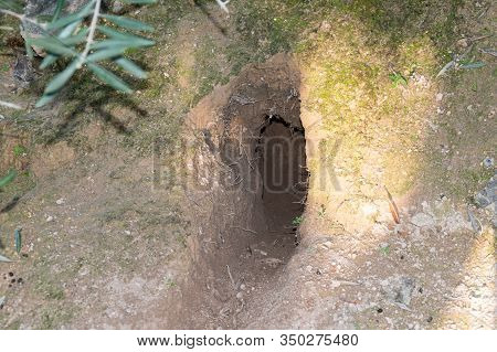 Hare Burrow In The Forest In The Natural