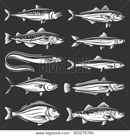 Sea Fish Icons Of Seafood Animals Vector Design. Tuna, Salmon And Mackerel, Marine Eel, Pilchard And