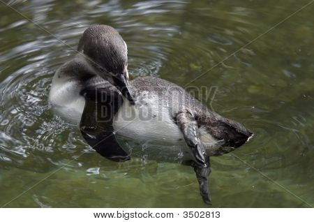 Pingüino de Humboldt
