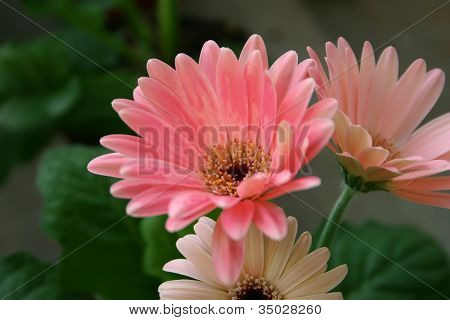 Gerbera Blumen gegen grÃ¼nen Hintergrund jedoch unscharf