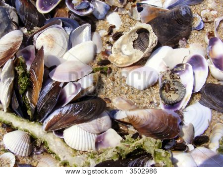 Mussels