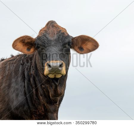 Beef Cow Curiously Looks Straight At Camera.