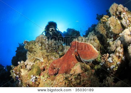 Reef blæksprutte og Scuba Diver