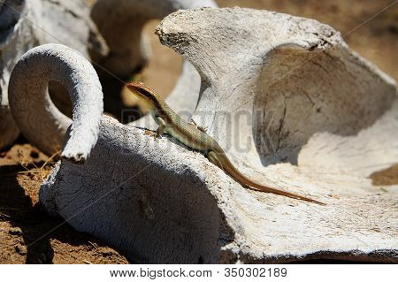 Small Lizard Basking In The Sun While Resting On What Appears To Be Old Animal Bone.  Hwange Nationa