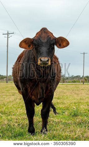 Beef Cow Curiously Looks Straight At Camera In Vertical Image.
