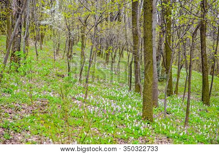 Magical Green Forest And Sunlit Wild Bluebell Flowers