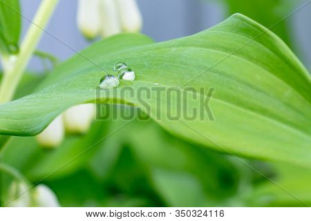 Green Spring Leaves With Water Drops Close Up, Green Foliage Background, Polygonatum Multiflorum Flo
