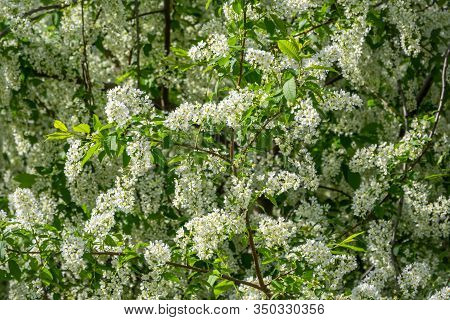 White Flowers Blooming Bird Cherry. Bird Cherry Tree In Blossom. Close-up Of A Flowering Prunus Padu
