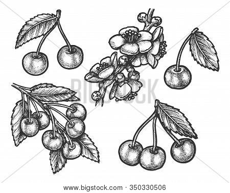 Cherry Fruits Sketch, Vector Hand Drawn Botanical Illustration. Wild Forest And Farm Garden Cherry B