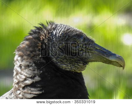 Black Vulture (coragyps Atratus) In Melbourne, Florida