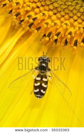 hoverfly Scaeva pyrastri ayçiçeği çiçek