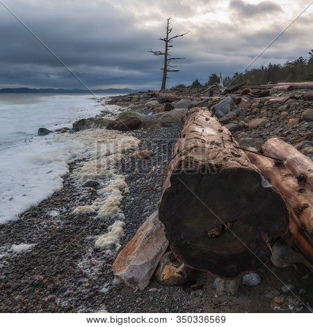 Log Washed Up On Kin Beach.