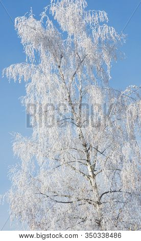 White Frozen Birch Tree In Brght Sunny Winter Day