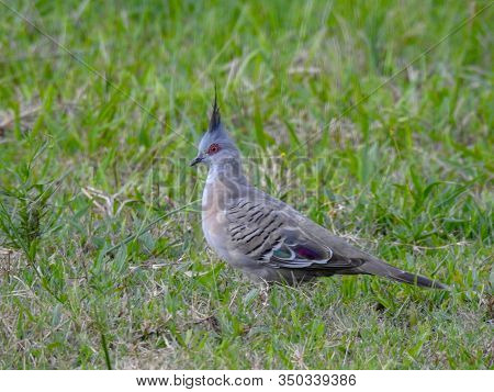 A Crested Pigeon Standing In The Grass In Australia
