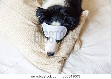 Do Not Disturb Me Let Me Sleep. Funny Puppy Border Collie With Sleeping Eye Mask Lay On Pillow Blank