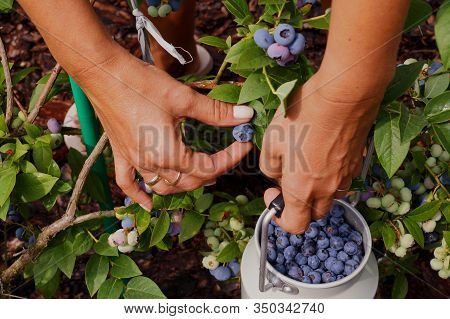 A Container Filled With Fruit. Fruit Harvest At Highbush Blueberry Plantation.