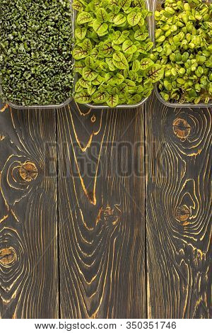 On A Dark Brown Background, Three Boxes With Microgreens Of Sunflower, Sorrel And Mizuna Cabbage. Co