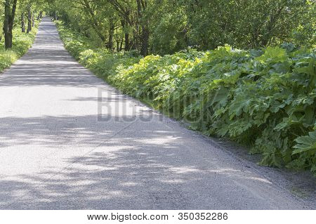 Cow Parsnip Sosnowski On The Side Of The Road, Thickets Of Poisonous Cow Parsnip Sosnowski At The Ed