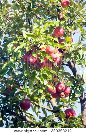 Ripe Red Idared Apples Hang On A Tree In The Garden. Agricultural Farm For Growing Apples. Harvestin