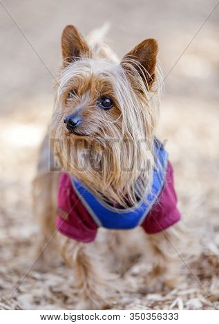 Yorkshire Terrier (aka Yorkie). Off-leash Dog Park In Northern California.
