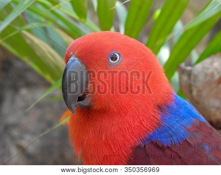 A Red Electus Parrot On Magnetic Island, Australia