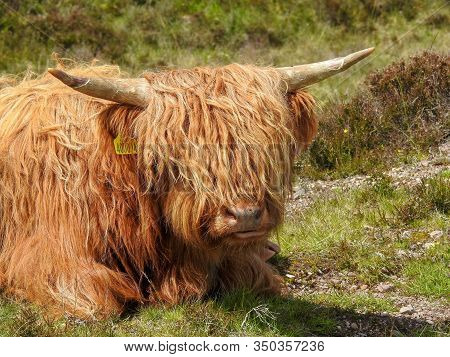 Ginger Highland Cow In Taking A Break In Scotland